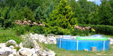 Ogrd w Prandocinie